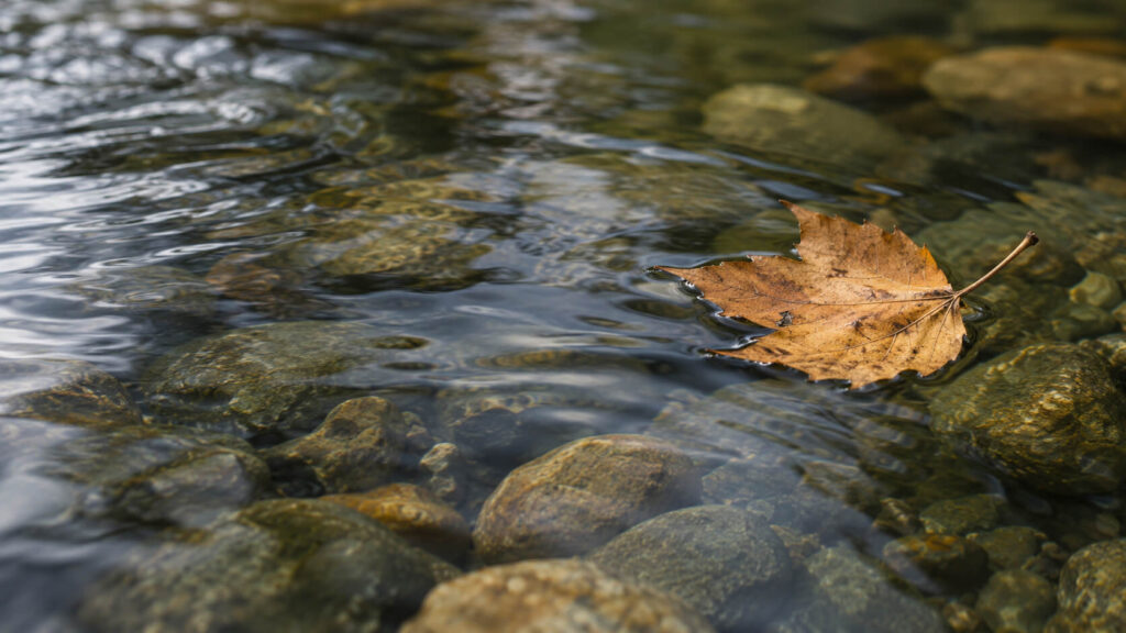 Una hoja de otoño flota sobre el agua tranquila de un río con piedras visibles en el fondo.